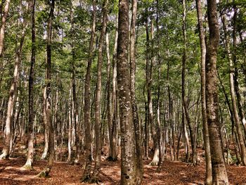 Low angle view of bamboo trees in forest