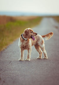 Dog on road