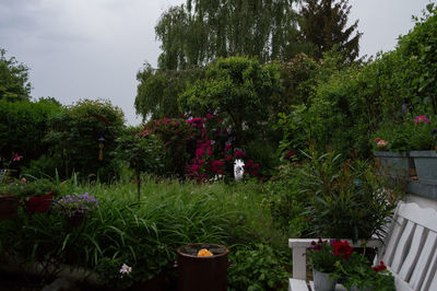 View of flowering plants in garden