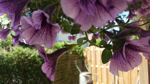 Close-up of purple flowers blooming outdoors