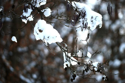 Low angle view of white tree branch