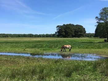 Horse in a field