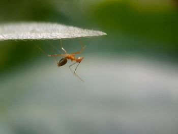 Close-up of insect