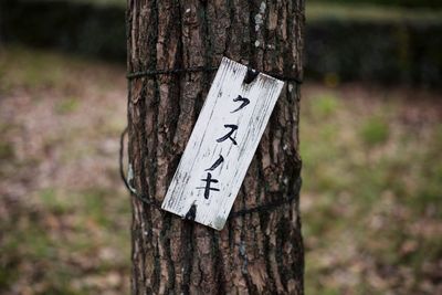 Close-up of text on tree trunk in forest