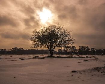 Tree against sky during sunset