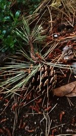 Plant growing in the background