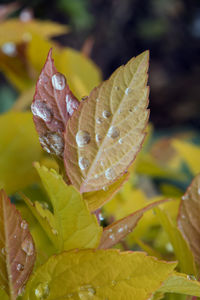 Close-up of wet leaves