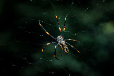 Close up macro shot of thailand spider.