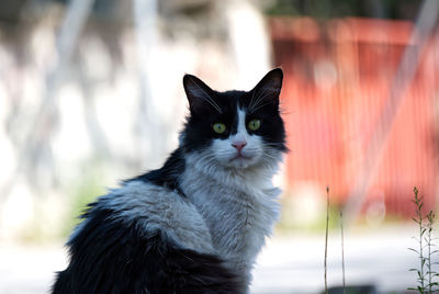 Portrait of black cat