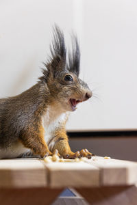 Close-up of squirrel with funny face