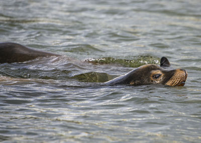 Close-up of seal swimming in lake