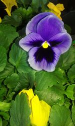 Close-up of purple flowers blooming outdoors