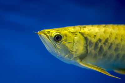 Close-up of fish swimming in sea