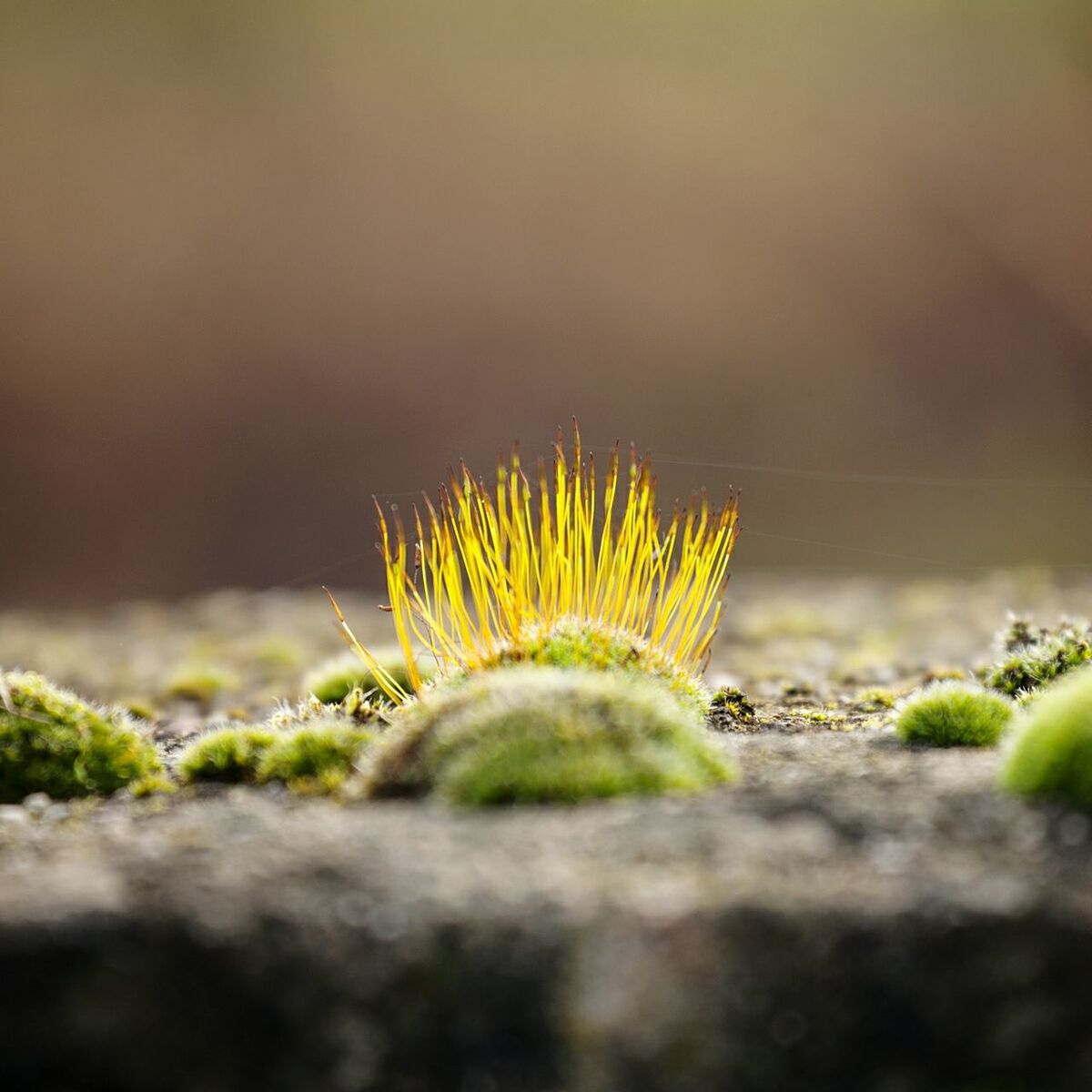 growth, selective focus, plant, green color, nature, focus on foreground, close-up, beauty in nature, field, tranquility, grass, surface level, fragility, leaf, outdoors, no people, green, growing, freshness, day