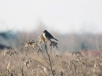 Bird perching on a plant