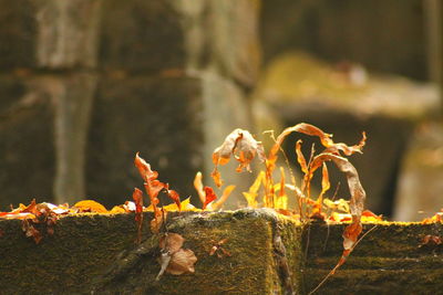 Close-up of crab on leaf