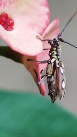 Close-up of butterfly on pink flower