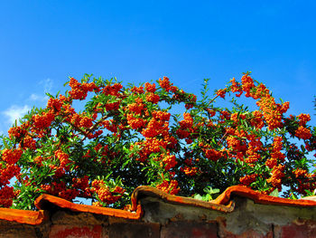 Low angle view of flowering plants against blue sky