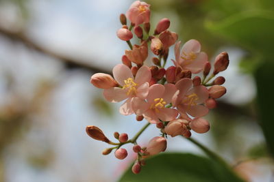 Close-up of cherry blossom on tree