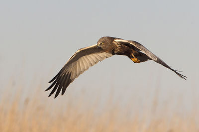 Low angle view of eagle flying against sky