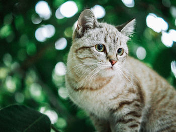 Close-up portrait of a cat