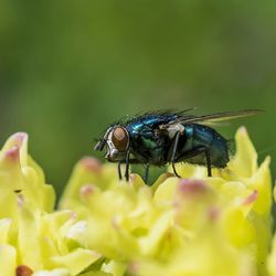 Close-up of insect pollinating flower