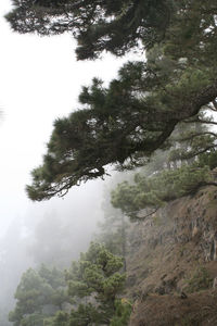 Pine trees in forest against sky