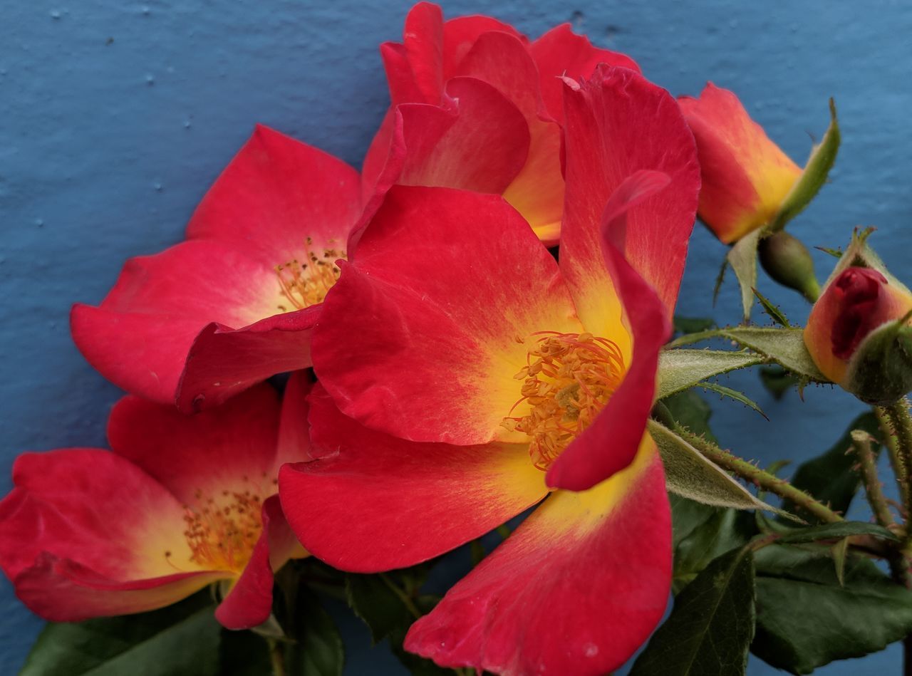 CLOSE-UP OF RED ROSE PLANT