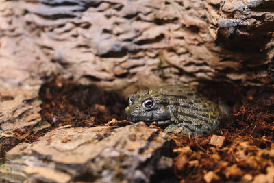 Close-up of lizard on rock