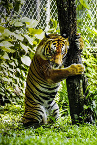 Portrait of malayan tiger rearing up on tree in pond