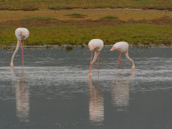 View of drinking water in lake