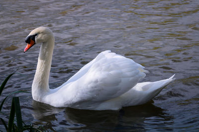 Swan swimming in lake