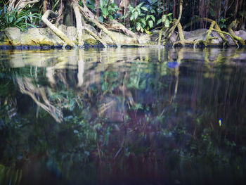 Reflection of trees in water