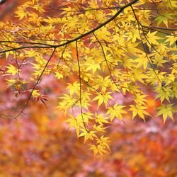 Close-up of maple tree during autumn