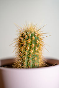 Macro photo of baby cactus with yellow spines