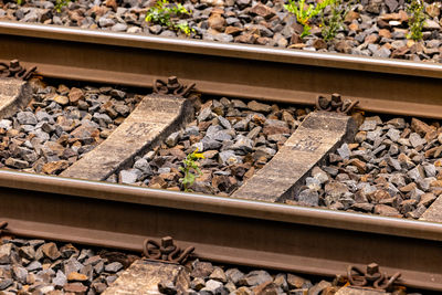 Small sunflower plant in the middle of a railroad track in bavaria, germany