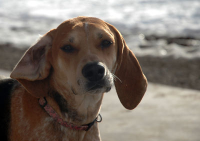 Close-up portrait of a dog