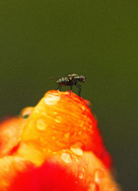 Close-up of insect on red flower
