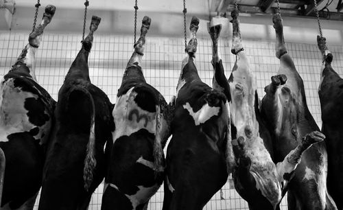 Panoramic shot of vegetables hanging on clothesline