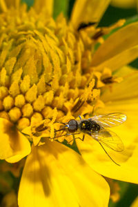 Close-up of insect on yellow flower