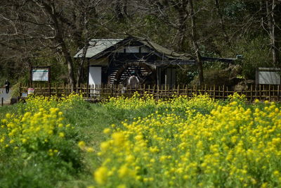 Plants growing on field by water mill