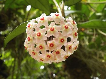 Close-up of white flowering plant