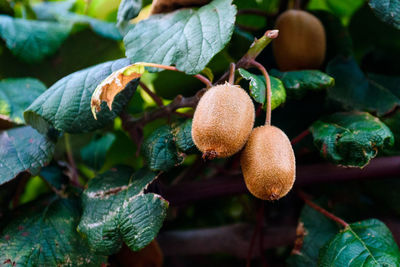 Close-up of kiwis growing on tree