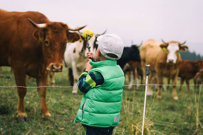 Rear view of boy standing by cows on field