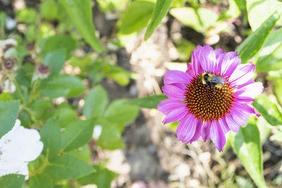 Close-up of insect on pink flowering plant