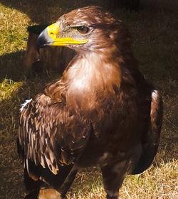 Close-up of eagle