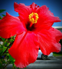 Close-up of red flower