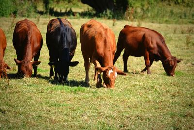 Horses grazing in a field