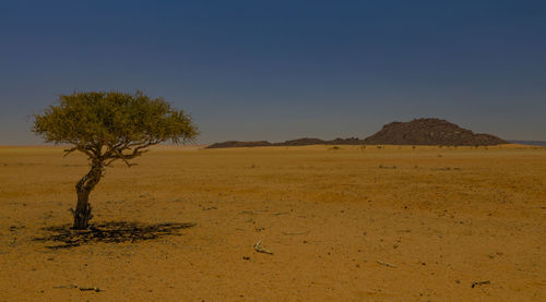 Tree on field against sky