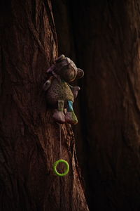 Close-up of teddy bear on tree trunk